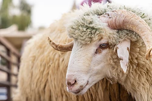 Saudi Arabia, Al-Qassim, Buraydah. A ram at the Al Qassim livestock market. Animals Print
